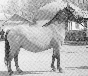 KAZAC